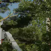 Worker trimming a tree